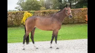 Katrine de Neuve 6yo www.extrahorses.com
