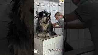 Soo cute Alaskan Malamute #dog #doglover #pet #alaskanmalamute #cute