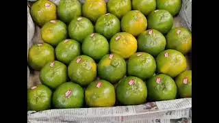 Post Harvest Management Of 