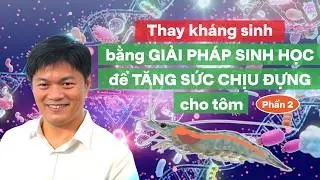 BÍ QUYẾT TĂNG SỨC ĐỀ KHÁNG & ĐIỀU HÒA MIỄN DỊCH CHO TÔM TRONG MÙA LẠNH