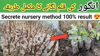 How to Grow Grapes from Cutting | angoor ki kalam kaise lagaen | grape cutting season| Nawaz nursery