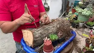 Tronco con suculentas