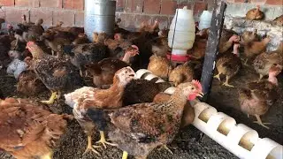 Granja caipira Alves 🐓 e no feriado tem vendas