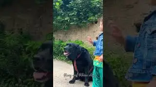Big dog and small girl love