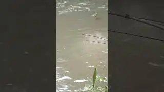 ngabuburit sinambi nutul melem, #nutulmelem #nutulnilem #mancing