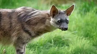 PROTELO ou LOBO-DA-TERRA
