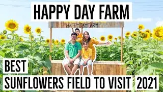 Best Sunflowers Field to Visit - Happy Day Farm !