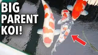 Torazo Koi Farm Parent Koi House! (BIG KOHAKU)