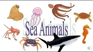 Sea Animals (For Kids) (Fish, Crab, Jelly Fish, Shrimp, Octopus, Sea Horse, Dolphin, Whale)