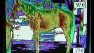 EquineIR.com Bonus horse video
