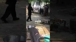 Fatehjangi Bull Qurbani 2022 Dangerous Cow Qurbani Part 6 #vlogsbywasifsheikh #youtube #shorts