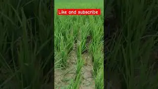 Traditional methods of pest control, weeding and fertilization in rice fields #icar #farming