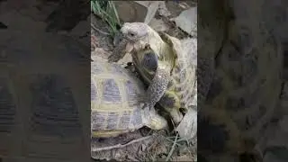 TURTLE ORGASM