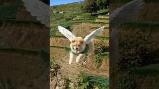 Flying Chowchow (Miggy) #aidog #chowchow #flyingdog #aipets