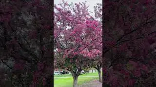 #spring #calgary #cherryblossom