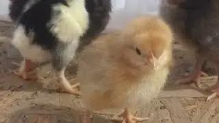 50 талик инкубатор автомат 