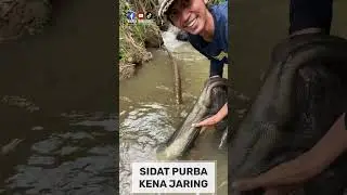 wow 😱 Big Eel Caught in Net  #bigeel
