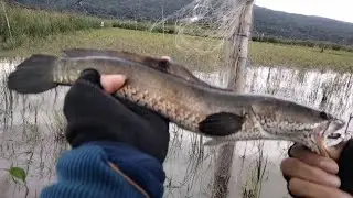 RWP!!! MANCING IKAN GABUS😎