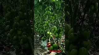 organic tomato farming