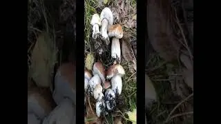 Funghi Porcini Top #shorts #new #viral #youtubeshorts #funghi #porcini #natura #avventura #boschi