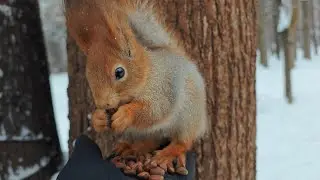 Белка с облезлым хвостом) 🤗 Squirrel with a mangy tail)