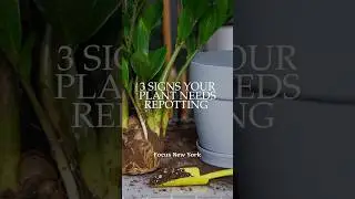 3 Signs Your Plant Needs Repotting  #indoorplanting #plants #rootsandroasts