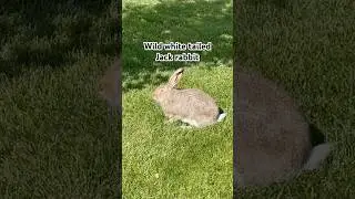 Wild white tailed Jack rabbit #jackrabbit  #wildanimals  #wildrabbit #viral  #shorts