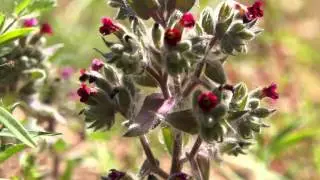 Nonea pulla