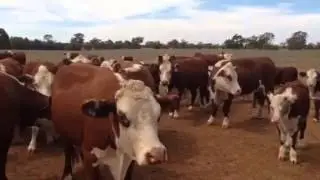 Burnewang Cows and Calves
