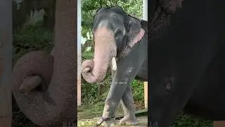 Konni Elephant Museum 🥰 #konnielephantpark #trending #aanapremi#kerala #keralatourism #elephantlover