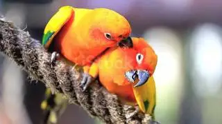 Conure Soleil Parrot