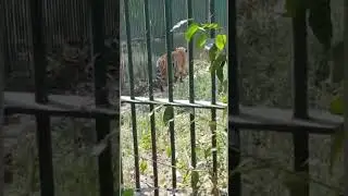 Danger animals #danger #animals #shorts #short #new #viral #youtube #pubgmobile #mosquito #world