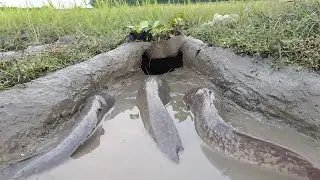 Amazing Hole Fish Trap - Smart Boy Build Fish Trap by Muddy Soil | 100% Working