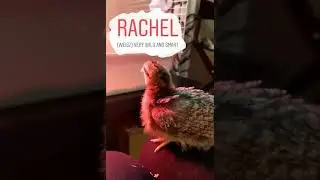 Meet the Flock: Rachel the Cream Legbar