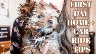 WHAT TO DO THE FIRST DAY WITH A NEW PUPPY & CAR RIDE TIPS | DOG VLOG