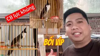 Siêu bổi ché uy lực xoè chạy cầu tốc độ. CB lực trâu chơi trên 2 tiếng ra ché đè gắt