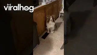 Лучшее изображение Мэрилин Монро австралийской овчаркой || ViralHog