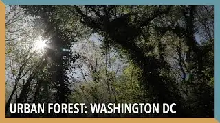 The Wonders of Nature: Washington DC | VOA Connect