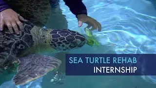 Sea Turtle Rehabilitation Internship at Clearwater Marine Aquarium