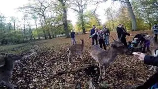 A day at the deer park (Aarhus, Denmark)