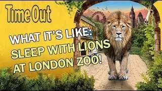 Now you can sleep with the lions at Gir Lion Lodge at London Zoo | First Look | Time Out London