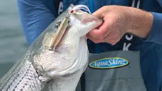 Topwater Striper Fishing | Squid Bite in the Monomoy Rips | Salty Cape TV: S2020, E4