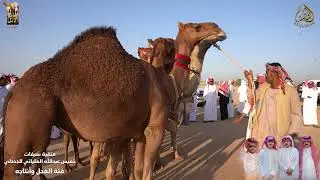 منقية سيفات لخميس عبدالله العلياني الجحدلي - فئة الفحل وأنتاجه بمهرجان جادة الابل - الطائف - 1446