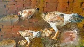 Kudak murgi de andeya nu rkheya thandi mitti pr😀