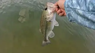 In Spring fish a Craw! Yum Craw Papi gets the bites!