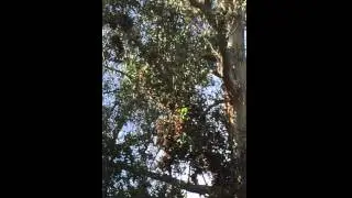 Butterfly Glade