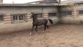 Omid Shael (Oyun Shael - Sharida Shael), yearling