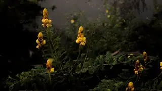 Pure-Focus Creations - Mobile footage - simple edit 