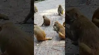 monk park #nepal #monkeys #park #give #food #private #sector #no #government #save #animal #shorts