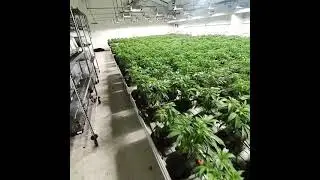 indoor grow operation